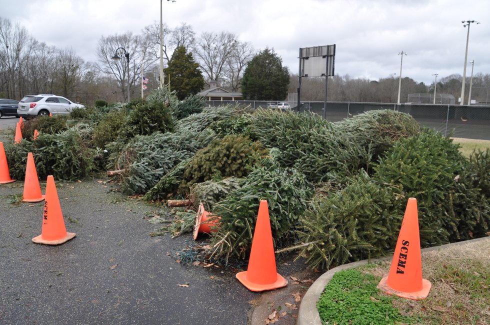 Residents have several options to dispose of live Christmas trees